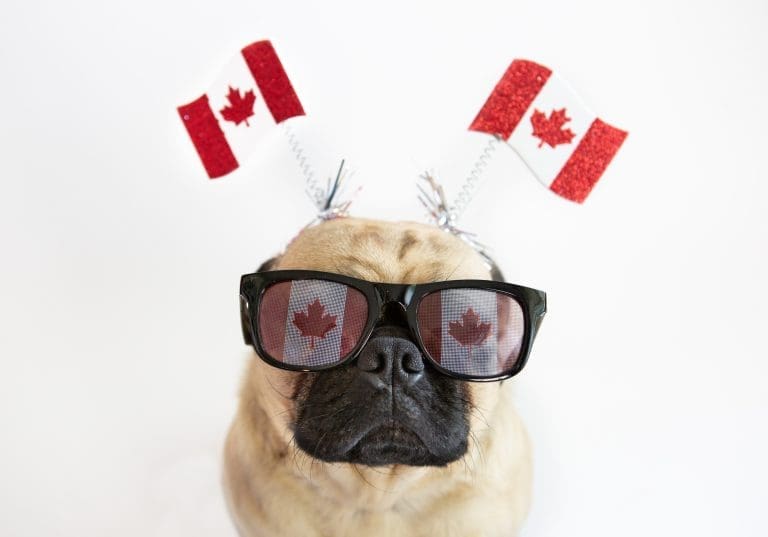 Canadian Pug